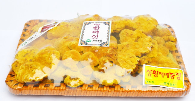 NẤM THƯỢNG HOÀNG